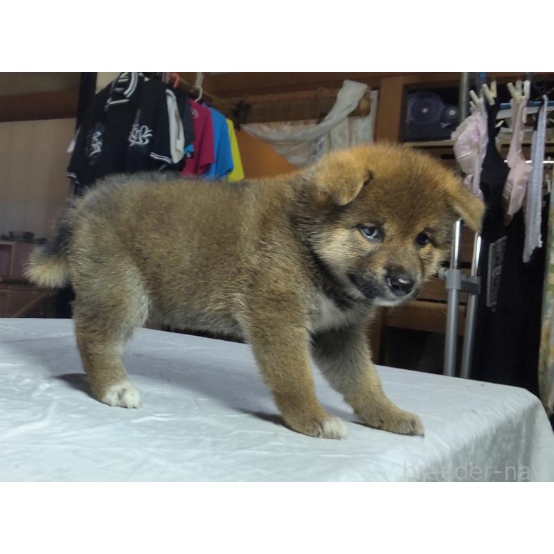 成約済の秋田県の柴犬-396402の5枚目